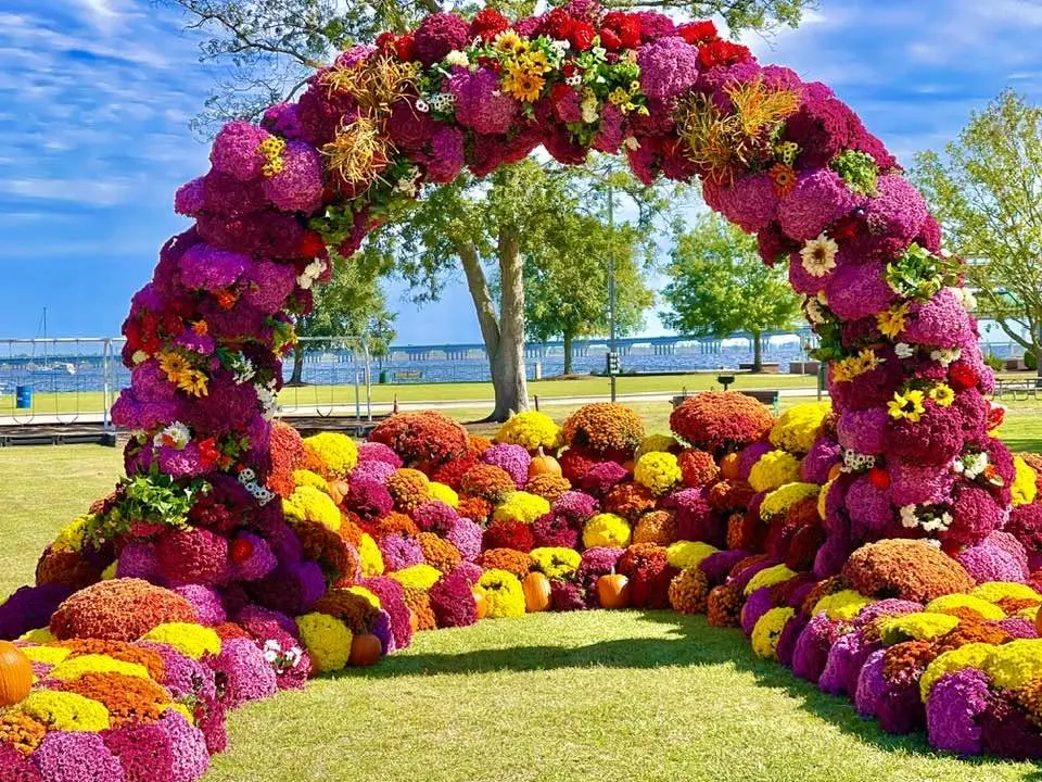 Archway made of mum flowers.